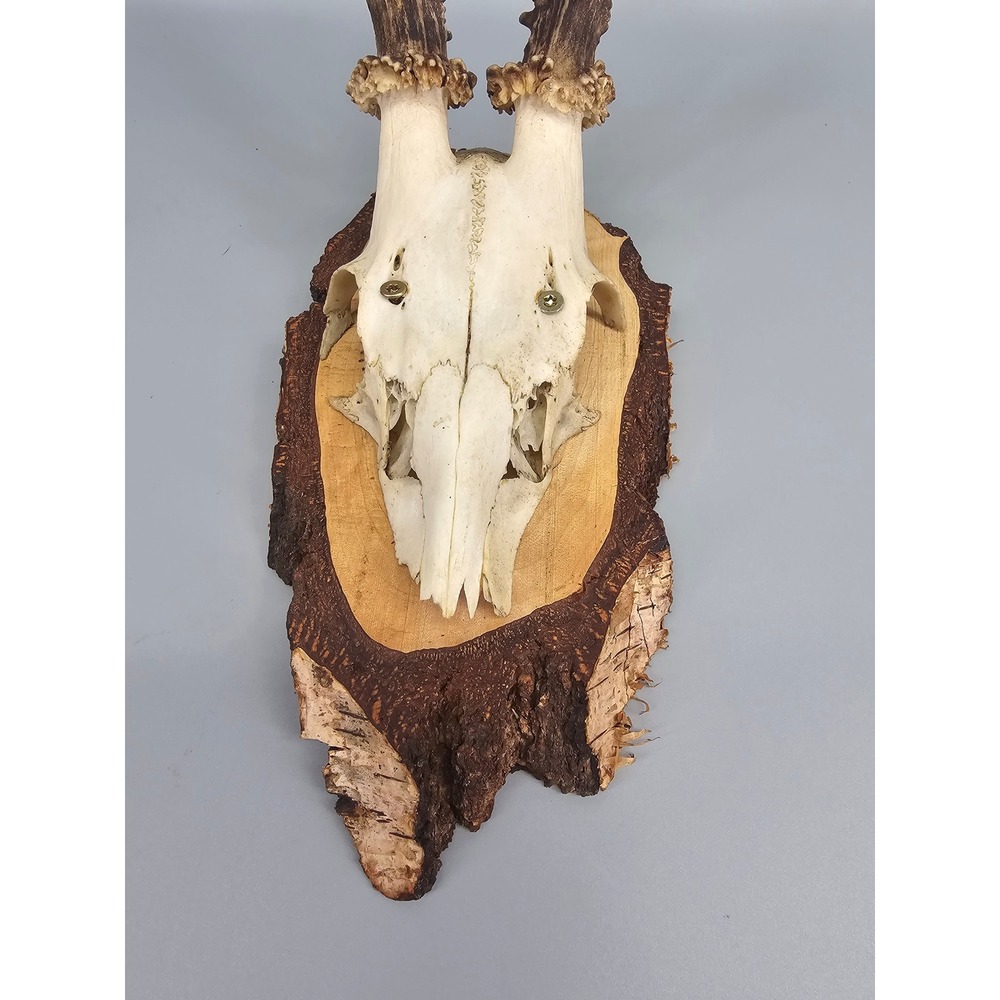 Black Forest Roe Deer Antler Skull 14in Vintage Birch Wood‎ Wall Plaque Trophy